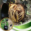 Kit Caixas de Enraizamento de Plantas